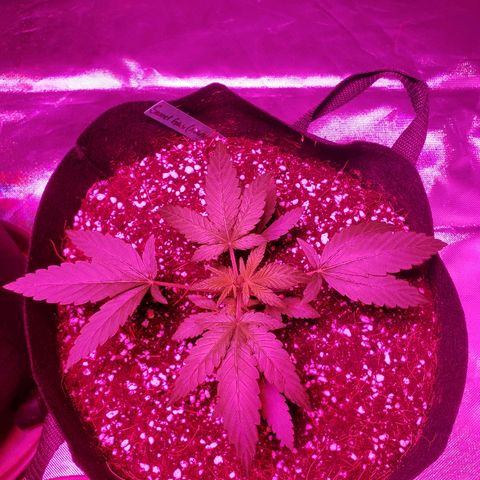 Sweet Gelato Auto 1 growlog timeline photo