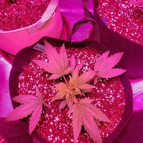 Sweet Gelato Auto 1 growlog timeline photo
