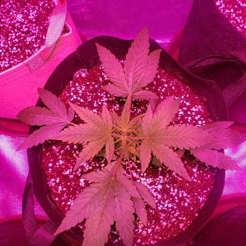 Sweet Gelato Auto 1 growlog timeline photo