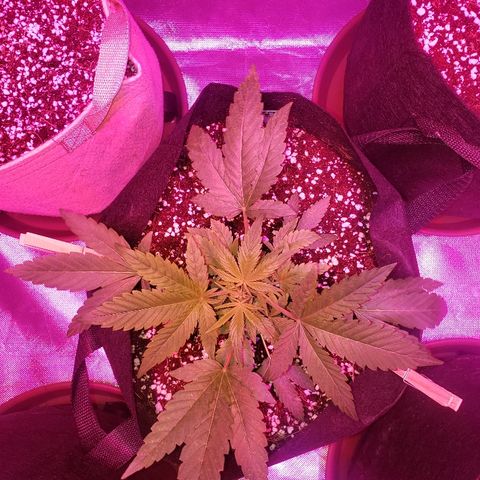 Sweet Gelato Auto 1 growlog timeline photo