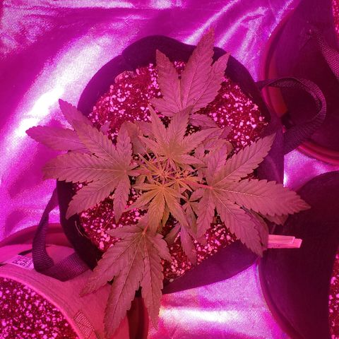 Sweet Gelato Auto 1 growlog timeline photo