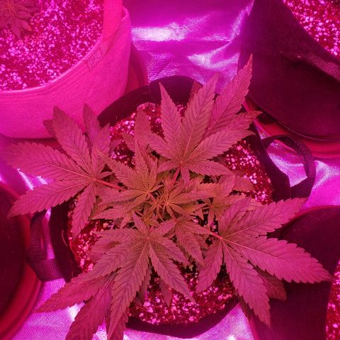 Sweet Gelato Auto 1 growlog timeline photo