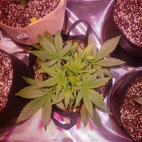 Sweet Gelato Auto 1 growlog timeline photo