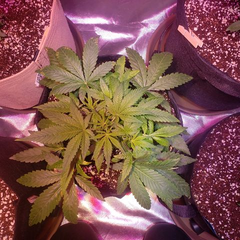 Sweet Gelato Auto 1 growlog timeline photo