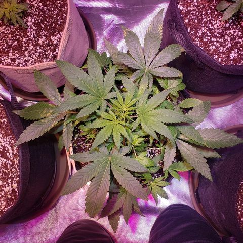 Sweet Gelato Auto 1 growlog timeline photo