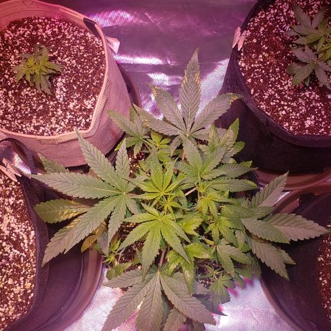 Sweet Gelato Auto 1 growlog timeline photo