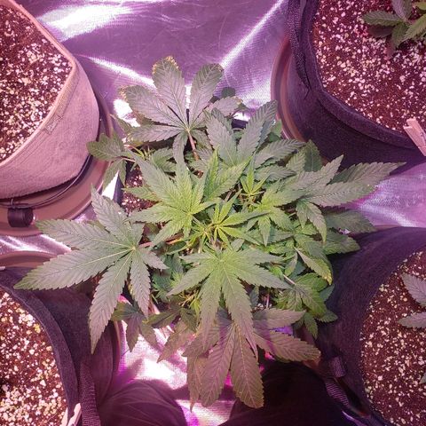 Sweet Gelato Auto 1 growlog timeline photo