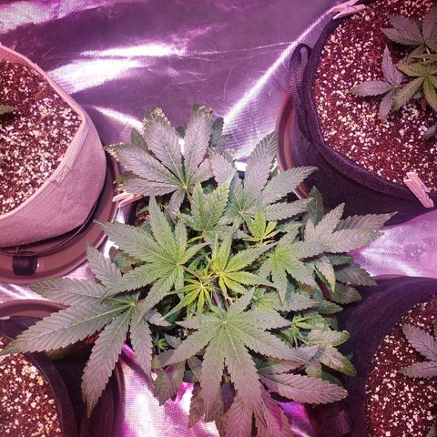 Sweet Gelato Auto 1 growlog timeline photo