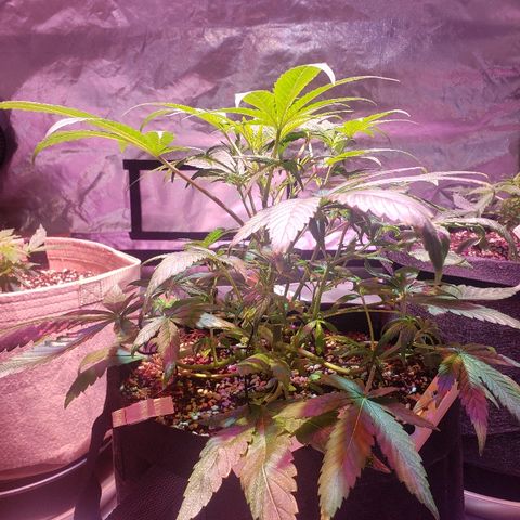 Sweet Gelato Auto 1 growlog timeline photo
