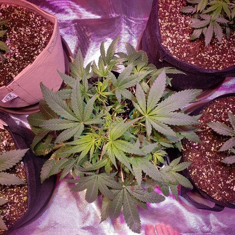 Sweet Gelato Auto 1 growlog timeline photo