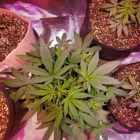 Sweet Gelato Auto 1 growlog timeline photo
