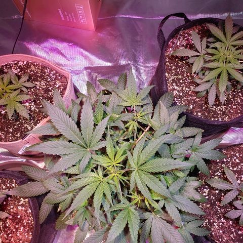 Sweet Gelato Auto 1 growlog timeline photo