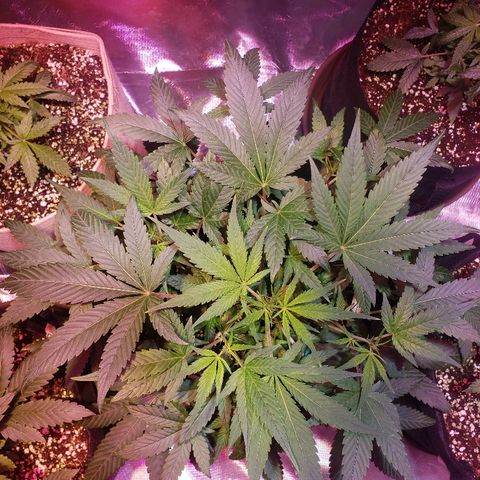 Sweet Gelato Auto 1 growlog timeline photo