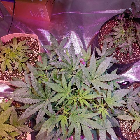 Sweet Gelato Auto 1 growlog timeline photo
