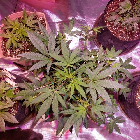 Sweet Gelato Auto 1 growlog timeline photo