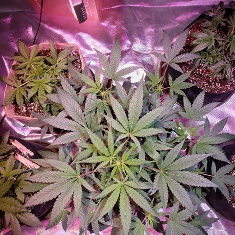 Sweet Gelato Auto 1 growlog timeline photo