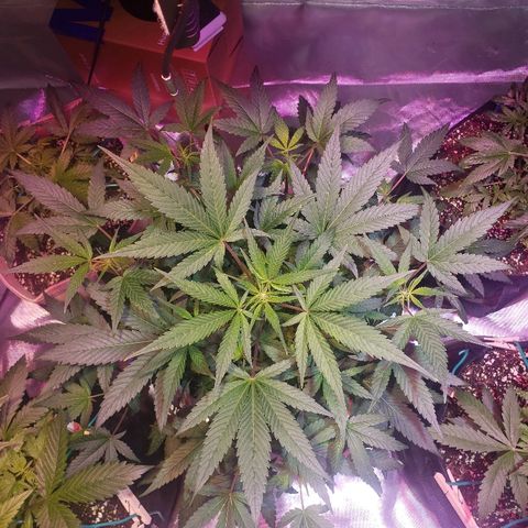Sweet Gelato Auto 1 growlog timeline photo