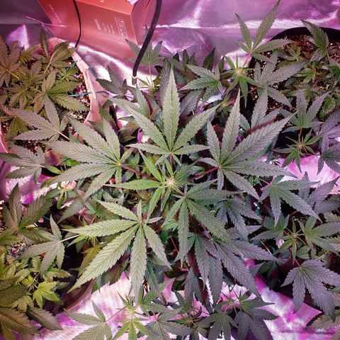 Sweet Gelato Auto 1 growlog timeline photo