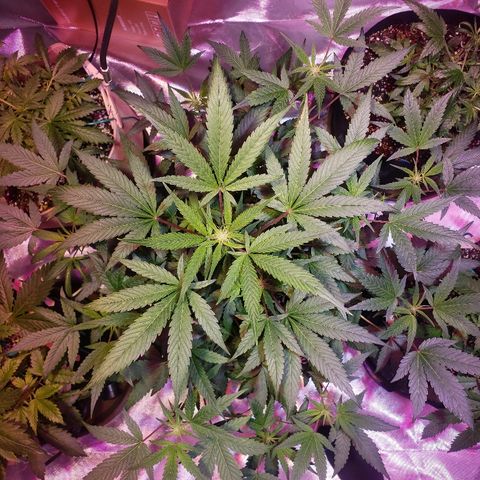 Sweet Gelato Auto 1 growlog timeline photo