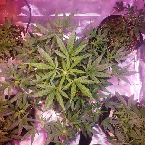 Sweet Gelato Auto 1 growlog timeline photo