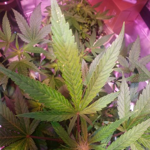 Sweet Gelato Auto 1 growlog photo: Light tan spots