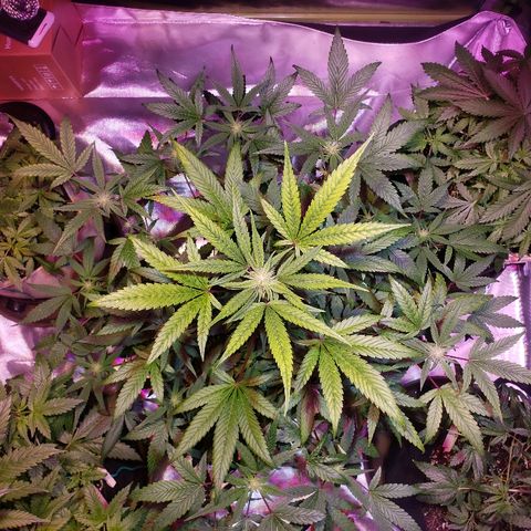 Sweet Gelato Auto 1 growlog timeline photo