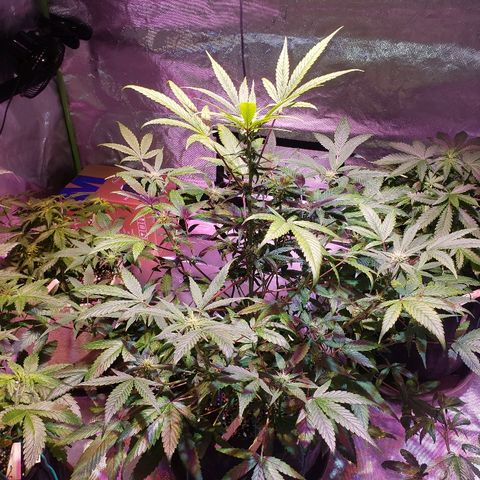 Sweet Gelato Auto 1 growlog timeline photo
