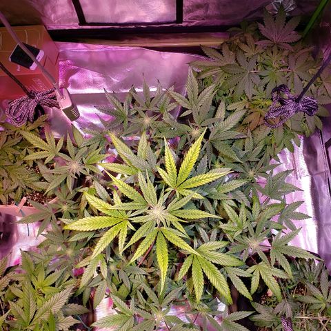 Sweet Gelato Auto 1 growlog timeline photo