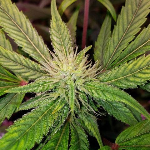 Sweet Gelato Auto 1 growlog timeline photo