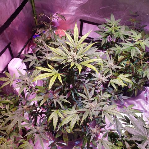 Sweet Gelato Auto 1 growlog timeline photo