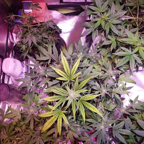 Sweet Gelato Auto 1 growlog timeline photo