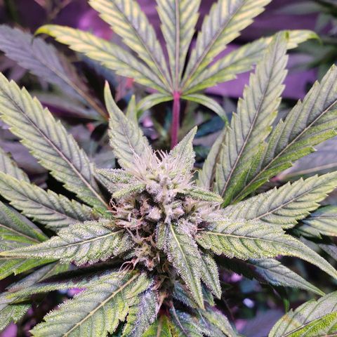 Sweet Gelato Auto 1 growlog timeline photo