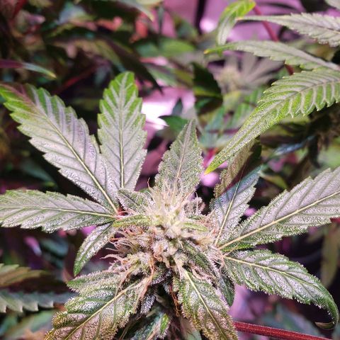 Sweet Gelato Auto 1 growlog timeline photo