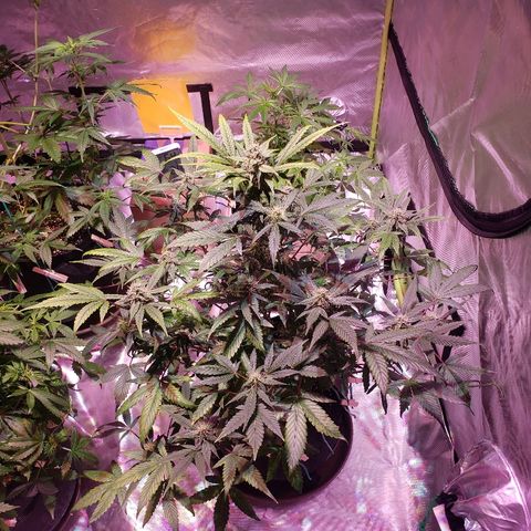 Sweet Gelato Auto 1 growlog timeline photo