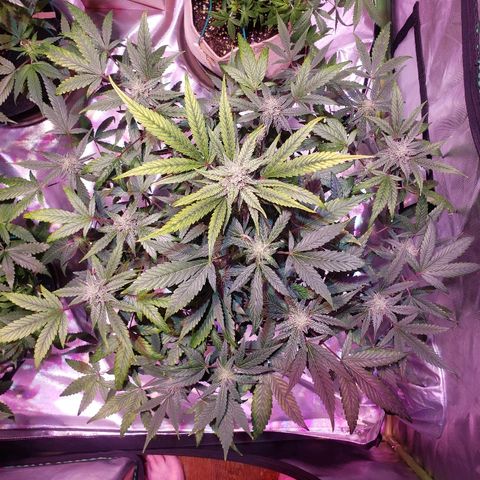 Sweet Gelato Auto 1 growlog timeline photo