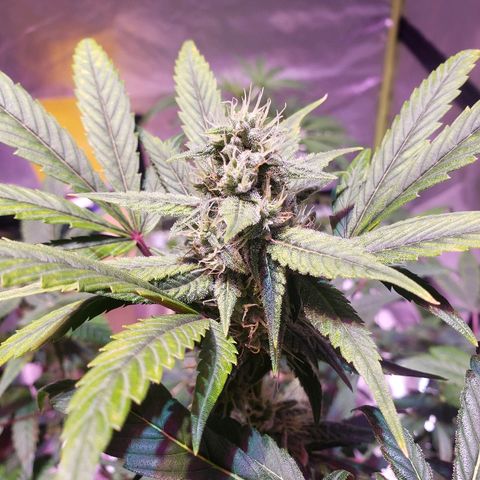 Sweet Gelato Auto 1 growlog timeline photo