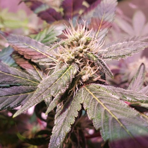 Sweet Gelato Auto 1 growlog timeline photo