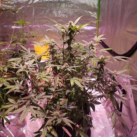 Sweet Gelato Auto 1 growlog timeline photo