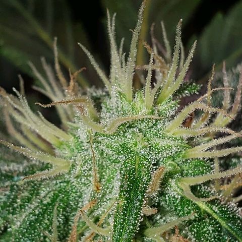 Sweet Gelato Auto 1 growlog timeline photo