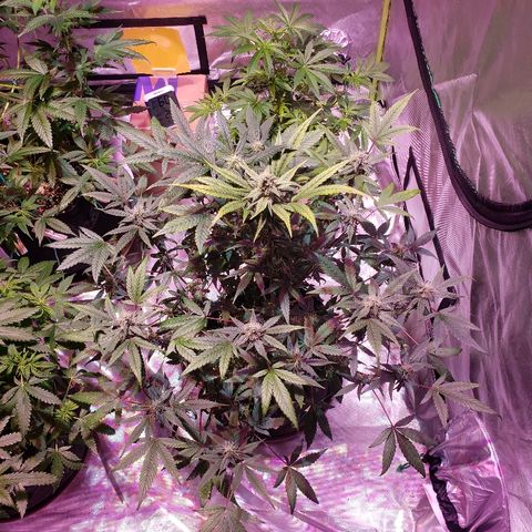 Sweet Gelato Auto 1 growlog timeline photo