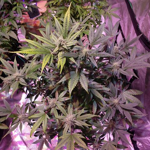 Sweet Gelato Auto 1 growlog timeline photo