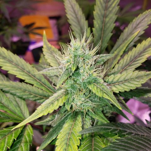 Sweet Gelato Auto 1 growlog timeline photo