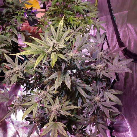 Sweet Gelato Auto 1 growlog timeline photo