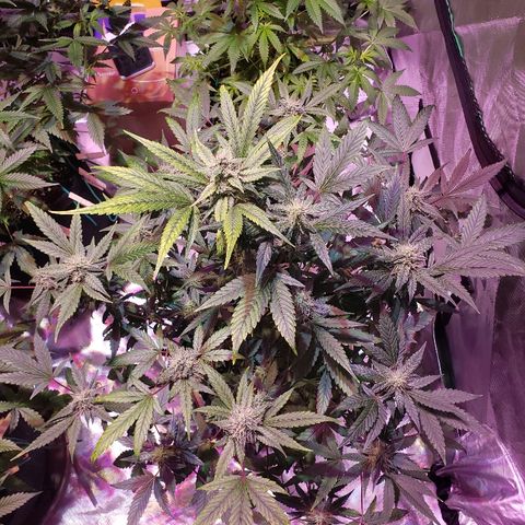 Sweet Gelato Auto 1 growlog timeline photo