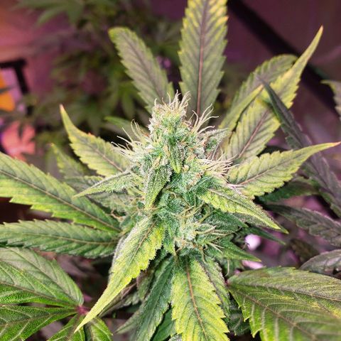 Sweet Gelato Auto 1 growlog timeline photo