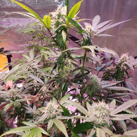 Sweet Gelato Auto 1 growlog timeline photo