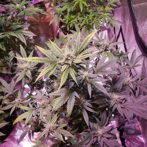 Sweet Gelato Auto 1 growlog timeline photo