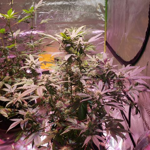 Sweet Gelato Auto 1 growlog timeline photo