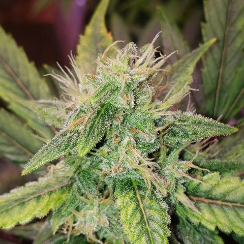 Sweet Gelato Auto 1 growlog timeline photo