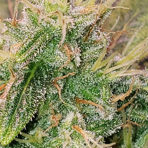 Sweet Gelato Auto 1 growlog timeline photo